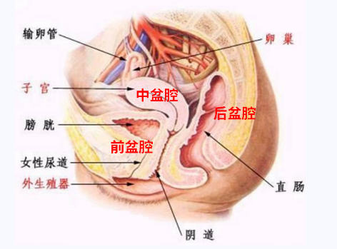 產(chǎn)后盆底康復(fù)，要不要做？
