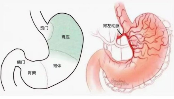 不開刀不吃藥不餓肚子，微創(chuàng)介入減肥靠譜嗎？