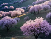 數(shù)九待春歸，亞歐果仁香